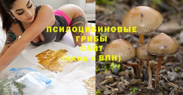 прущие грибы Алзамай