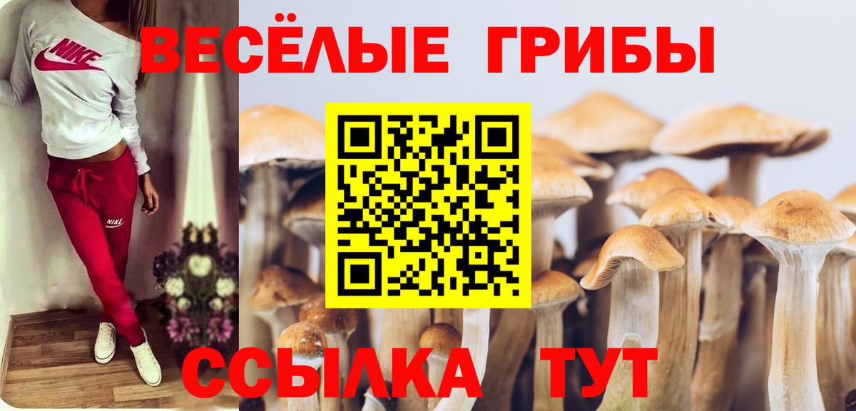 Галлюциногенные грибы Psilocybe Коркино
